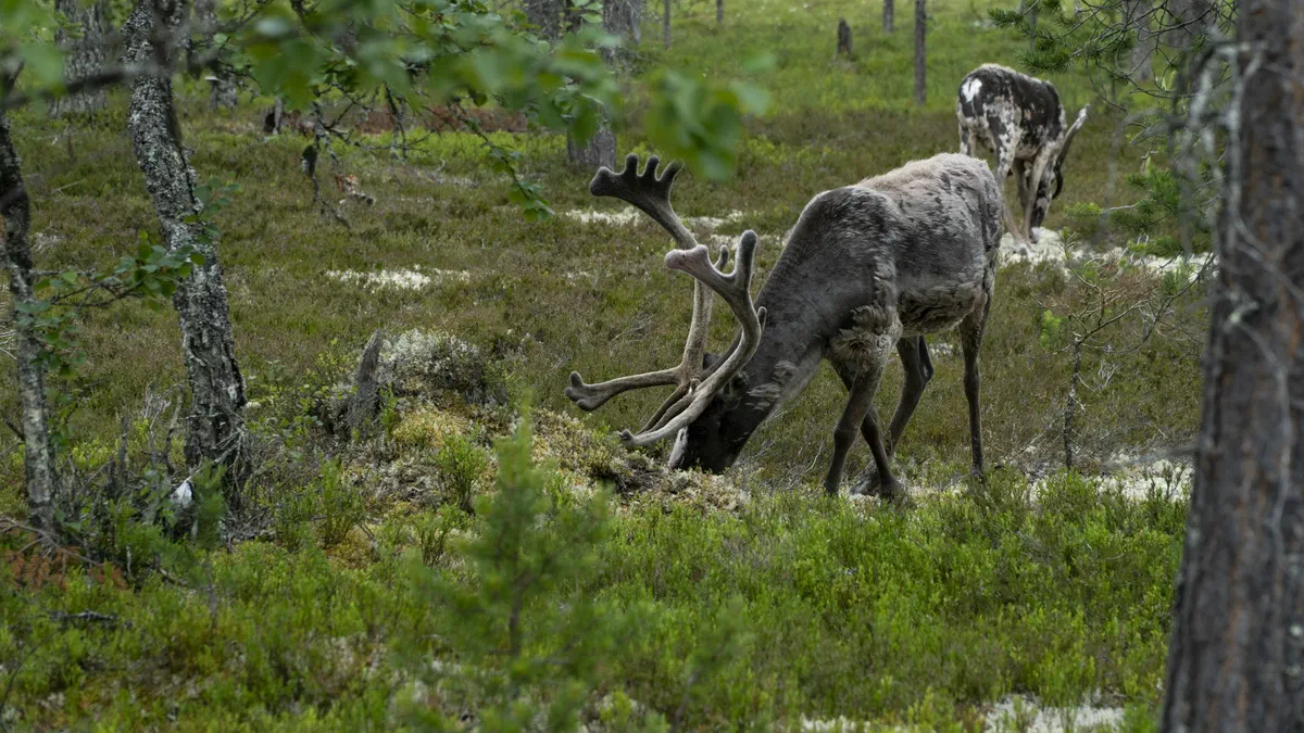 Ren i skogen vid Idre.
