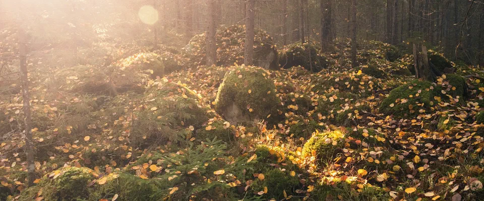 Solljus silar in i en tallskog där marken är täckt av mossa och gula löv