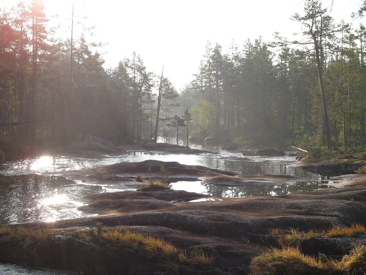 Svartån i Hamra nationalpark.