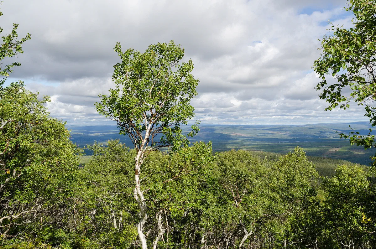 Fjällbjörkskog i Sonfjällets nationalpark.