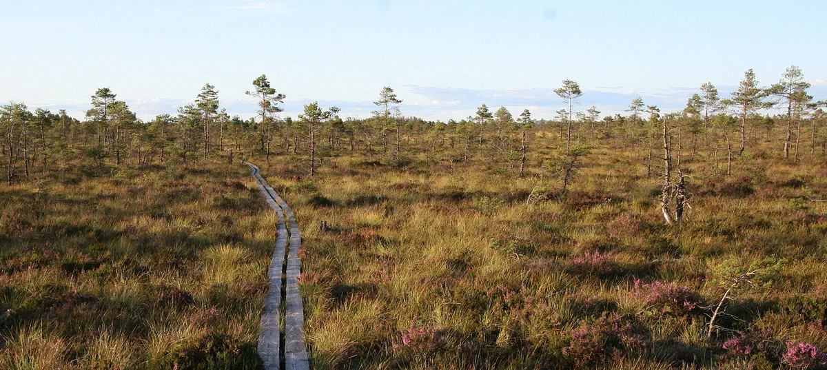 Spången över mossen i Store Mosse nationalpark.