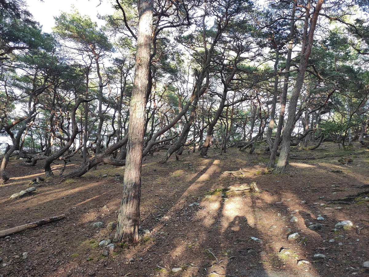 Vindpinade tallar i Trollskogen längst nordost på Öland.