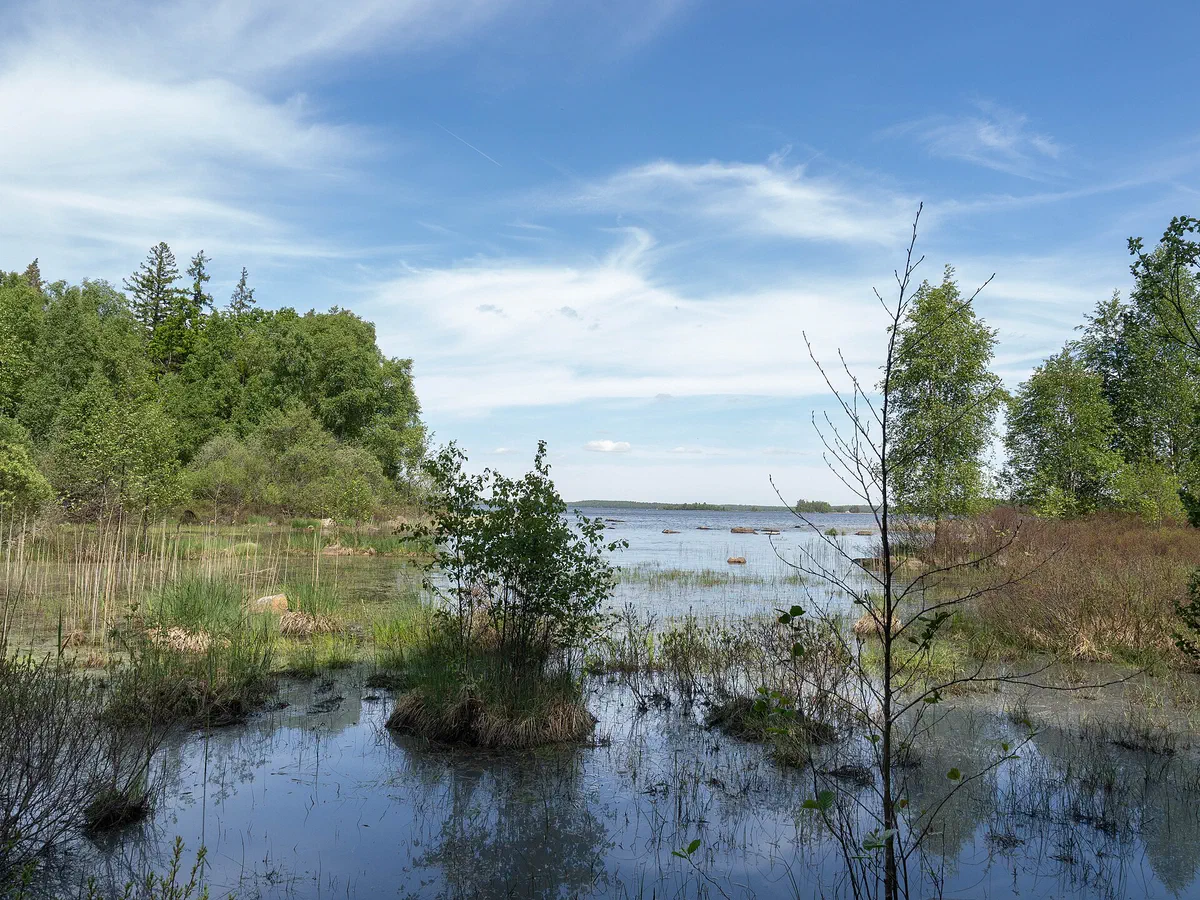 Strandkant vid Åsnen i Åsnens nationalpark, Alvesta kommun.