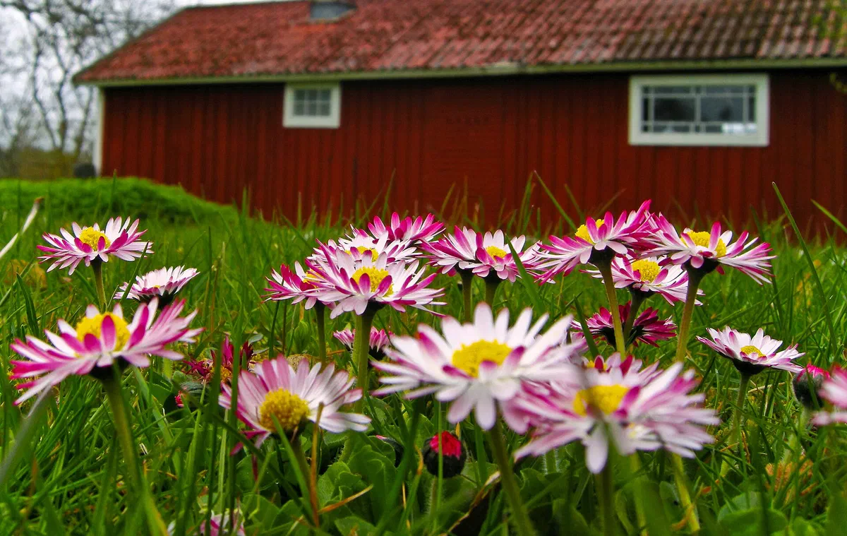 Tusenskönor framför en röd stuga i Urshult.