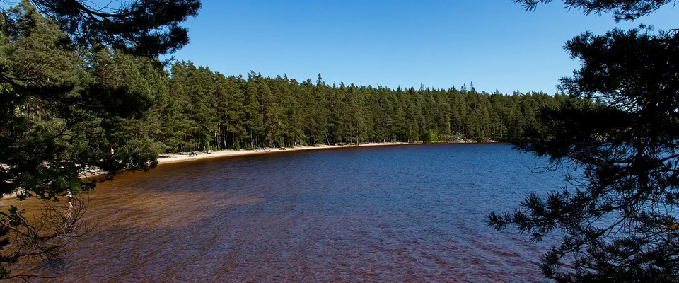 Mörk skogssjö med en ljus sandstrand längs stranden på andra sidan, omgiven av barrskog under blå himmel