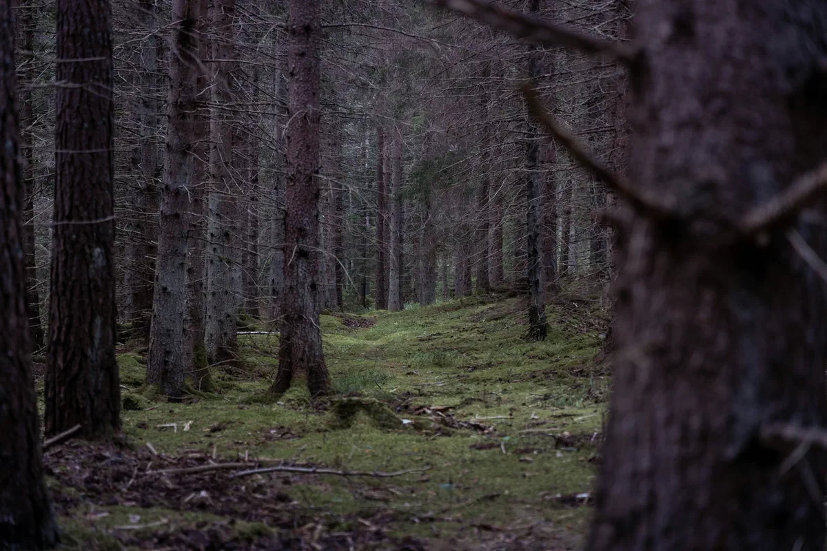 Gammal barrskog i Tyresta
