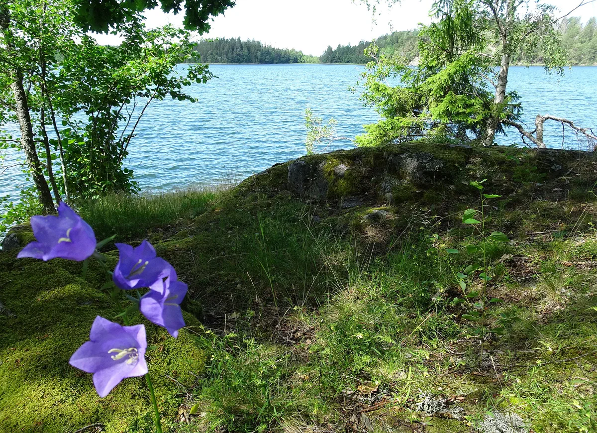 Blåklockor vid Bornsjöns naturstig