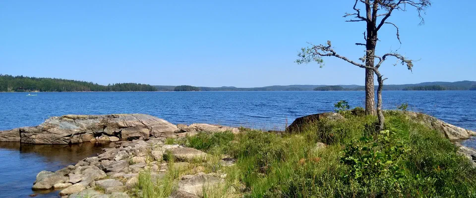 Klippig udde med gräs och en ensam tall vid en blå sjö med skogklädda stränder under klarblå himmel