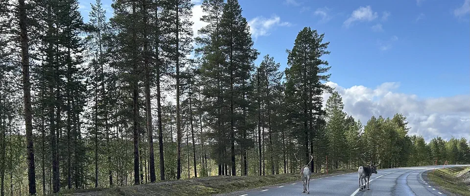 Två renar som går på en asfalterad landsväg genom tallskog under blå himmel