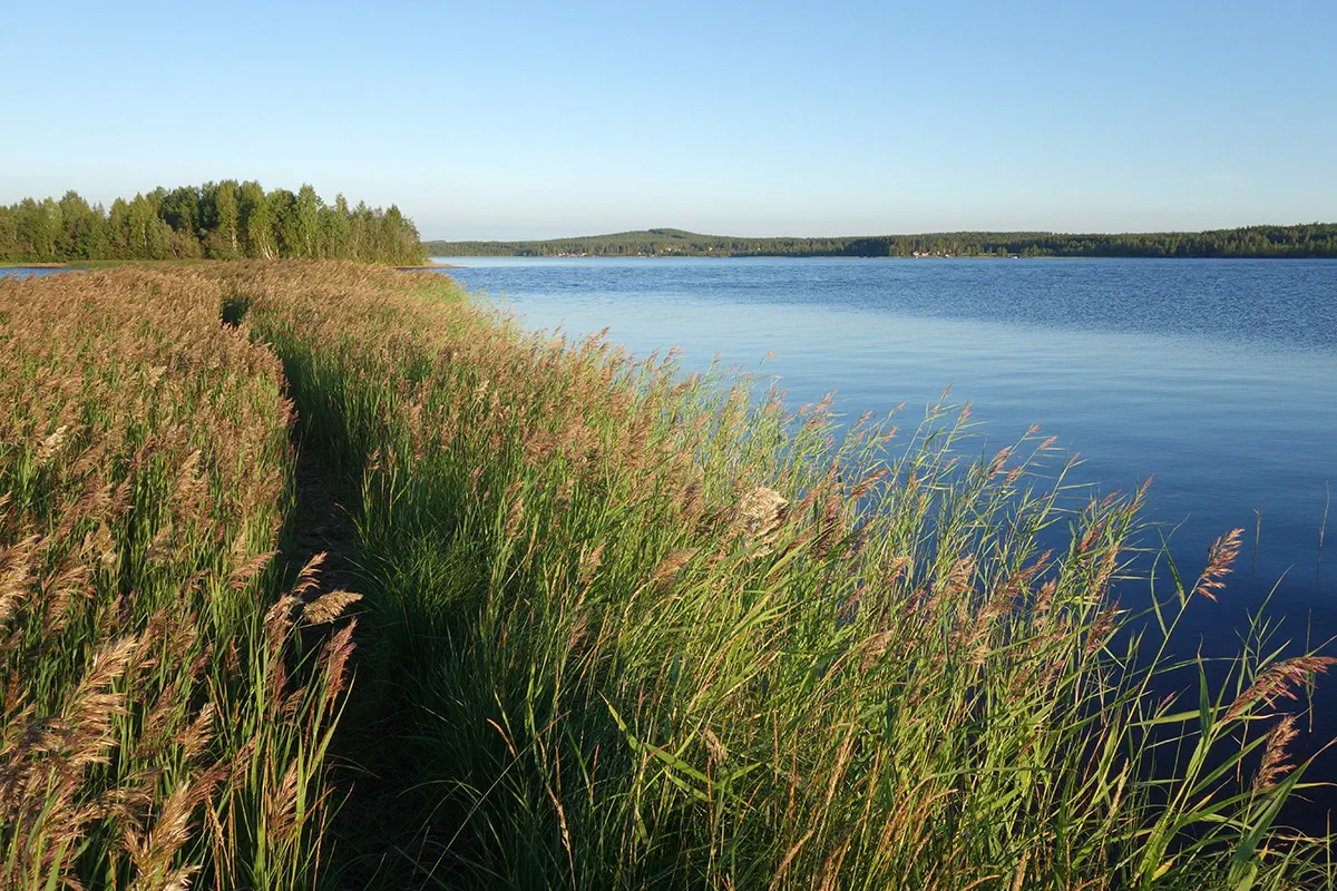 Burträsket sett från Smedjeholmen.