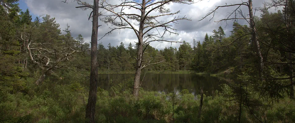 Liten skogssjö omgiven av tallar och myrmark under en molnig himmel